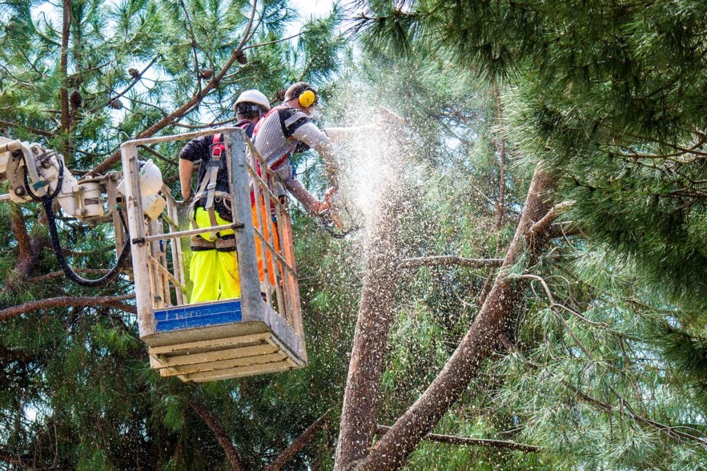 Tree Trimming  Fisher Tree Services